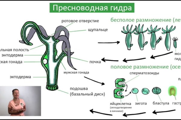 Ссылка на кракена для тора