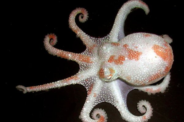 Kraken ссылка на сайт тор