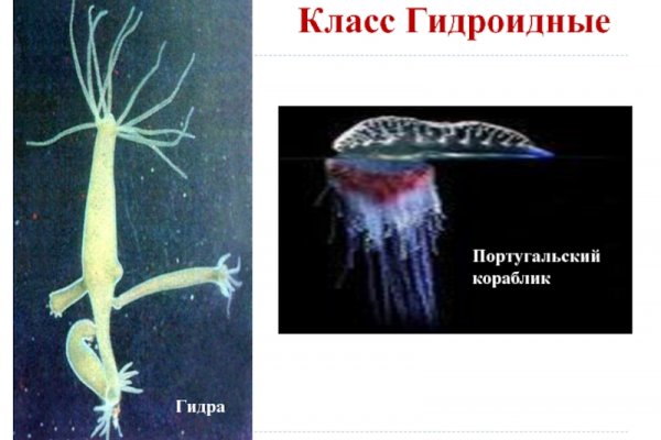 Кракен тгк