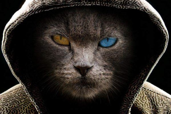 Что такое кракен сайт